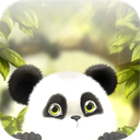 Panda Chub Live Wallpaper Free