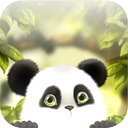 Panda Chub Live Wallpaper Free