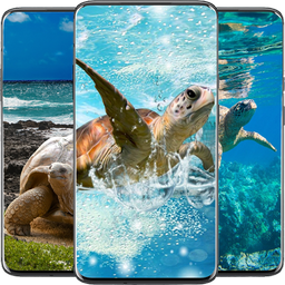 Tortoise HD wallpaper