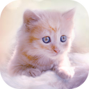 Cute Kitten Live Wallpapers