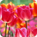 Tulips HD Wallpaper