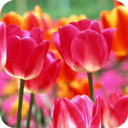 Tulips HD Wallpaper