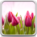 Tulips Live Wallpaper