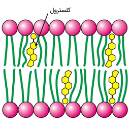 آموزش علل و درمان کلسترول