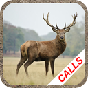 Deer hunting calls