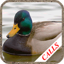 Duck hunting calls