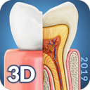 Dental  Anatomy