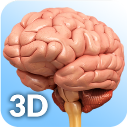 Brain Anatomy Pro.