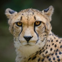 Cheetah Wallpapers HD