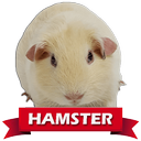 Dwarf Hamster Wallpaper