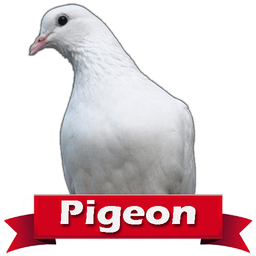 Flying Pigeon Wallpaper