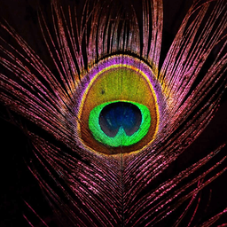 Peacock Feather HD Wallpapers