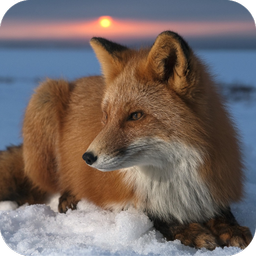 Fox HD Wallpaper