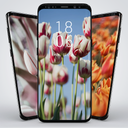 HD True Wallpaper 📱 Tulip 📱 2021