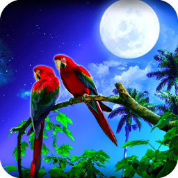 Parrot HD Wallpaper