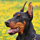 Doberman Pinschers Wallpapers