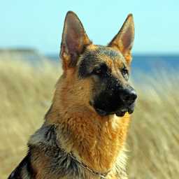 German Shepherd Dogs Wallpapers