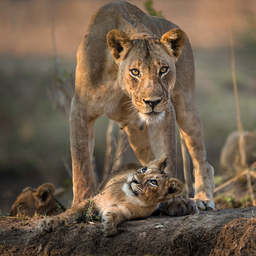 Wild africa animals themes