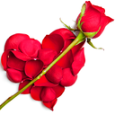 WASticker - Love Flowers