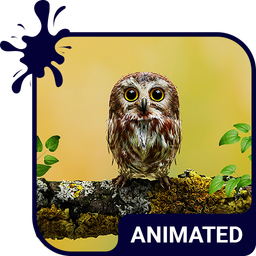 Baby Owl Live Wallpaper Theme