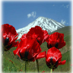 تصویر زنده طبیعت ایران