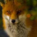 Nine Tailed Fox Wallpapers HD