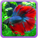 Betta Fish Wallpaper