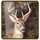 Whitetail deer calls sounds