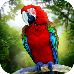 Jungle Parrot Simulator - try wild bird survival!