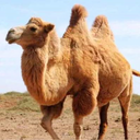 The Camel