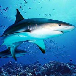 The DogFish