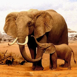 The Elephant