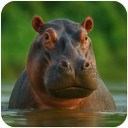 The Hippo
