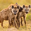 The Hyena