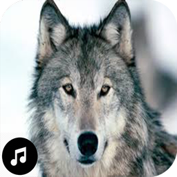 Wolf Sounds Ringtones