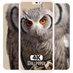 Owl Wallpapers - 4K Ultra HD Wallpapers