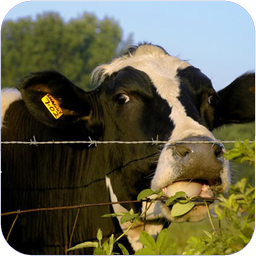 دامپروری مدرن