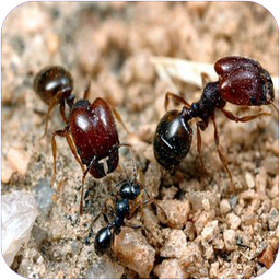 دنیای مورچه ها