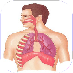 آناتومی انسان