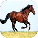 اسب