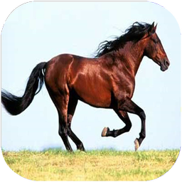 اسب
