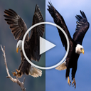 Eagle Video Live Wallpaper HD