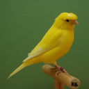 فال حافظ
