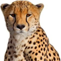 Cheetah