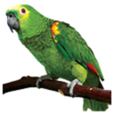 parrot