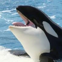 whales
