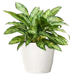 گلهای آپارتمانی