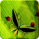 Friendly Bugs Free