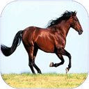 اسب
