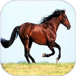 اسب